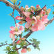 Outdoor bonsai - Chaneomeles japonica - Pigwa japońska - 1/3