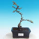 Outdoor bonsai - Chaneomeles japonica - Pigwa japońska - 1/4