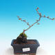 Outdoor bonsai - Chaneomeles japonica - Pigwa japońska - 1/4