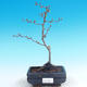 Outdoor bonsai - Chaneomeles japonica - Pigwa japońska - 1/3