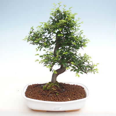Kryty bonsai - Ulmus parvifolia - Wiąz drobnolistny PB2201264 - 1