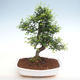 Kryty bonsai - Ulmus parvifolia - Wiąz drobnolistny PB2201264 - 1/3