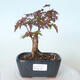 Bonsai outdoor - Maple palmatum DESHOJO - Maple palmate - 1/6