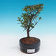 Outdoor bonsai - Rhododendron sp. - Azalia różowa - 1/2