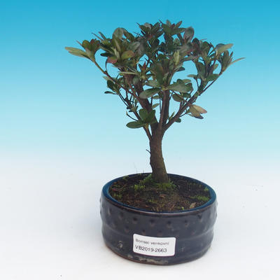 Outdoor bonsai - Rhododendron sp. - Azalia różowa - 1