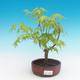 Outdoor bonsai-Acer palmatum Sango Koku- klon japoński - 1/2