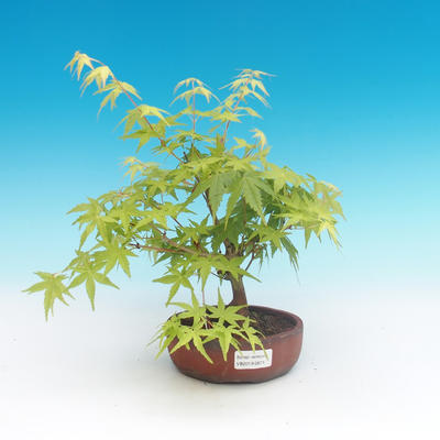 Outdoor bonsai-Acer palmatum Sango Koku- klon japoński - 1
