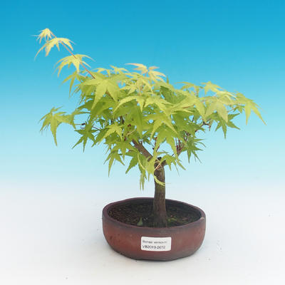 Outdoor bonsai-Acer palmatum Sango Koku- klon japoński - 1