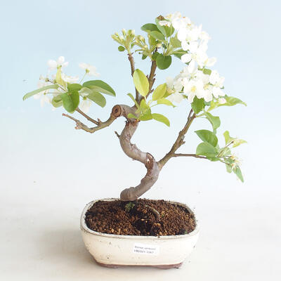 Outdoor bonsai - Malus halliana - Jabłoń drobnoowocowa - 1