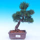 Outdoor bonsai -Borovice drobnokvětá - Pinus parviflora glauca - 1/7