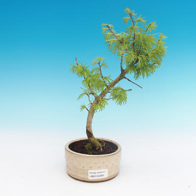 Outdoor bonsai -Pseudolarix amabis-Pamir - 1