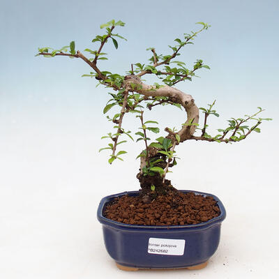 Pokój bonsai - Carmona macrophylla - Herbata Fuki - 1