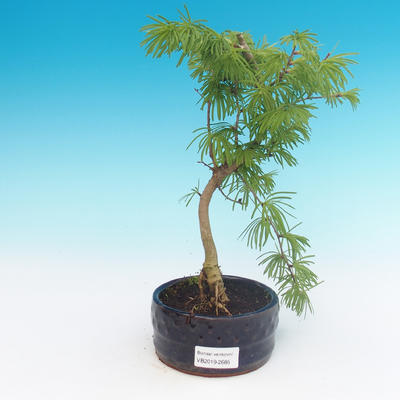 Outdoor bonsai -Pseudolarix amabis-Pamir - 1