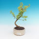 Outdoor bonsai -Pseudolarix amabis-Pamir - 1/3