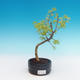 Outdoor bonsai -Pseudolarix amabis-Pamir - 1/3