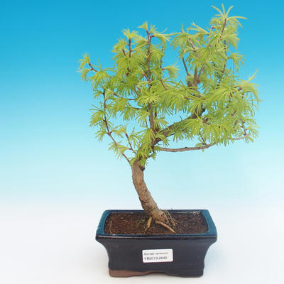 Outdoor bonsai - Pseudolarix amabilis - Pamodřín - 1