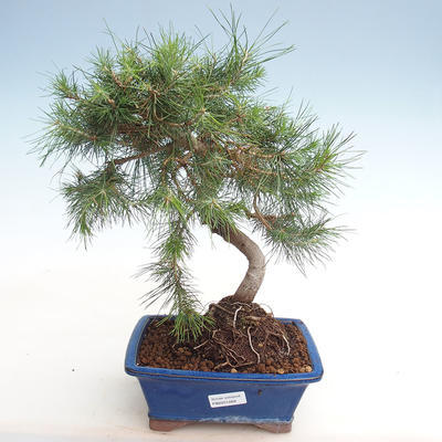 Kryty sosna bonsai-Pinus halepensis-Aleppo PB2201269