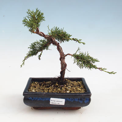 Outdoor bonsai - Juniperus chinensis - chiński jałowiec