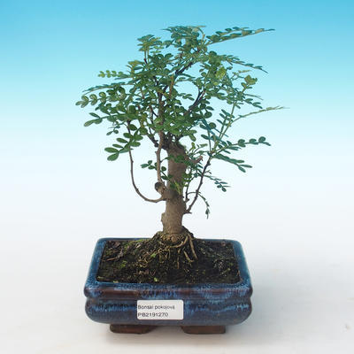 Kryty bonsai - Zantoxylum piperitum - Drzewo pieprzowe PB2191270 - 1