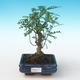 Kryty bonsai - Zantoxylum piperitum - Drzewo pieprzowe PB2191270 - 1/4