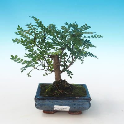 Kryty bonsai - Zantoxylum piperitum - Drzewo pieprzowe PB2191272 - 1