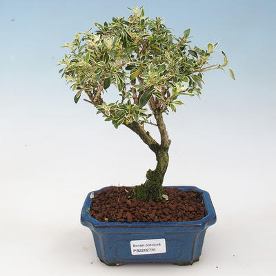 Kryte bonsai - Serissa foetida Variegata - Drzewo Tysiąca Gwiazd