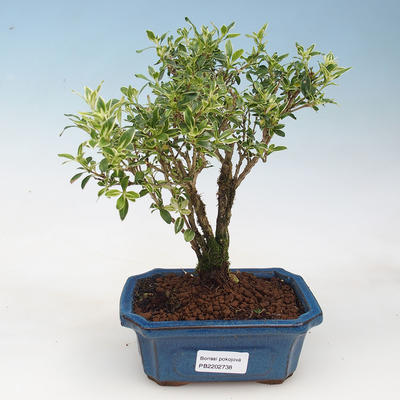 Kryty bonsai - Serissa foetida Variegata - Drzewo Tysiąca Gwiazd
