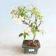 Outdoor bonsai - Malus halliana - Jabłoń drobnoowocowa - 1/5