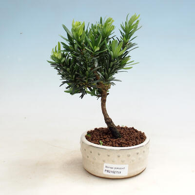 Kryty bonsai - Podocarpus - Cis kamienny PB220305