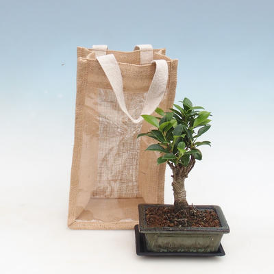 Bonsai do pokoju w torebce prezentowej - JUTA, Ficus-Ficus retusa