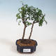 Kryty bonsai - Zantoxylum piperitum - Mięta pieprzowa - 1/5