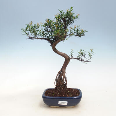 Kryty bonsai - Syzygium - Pimentovník PB2191557 - 1