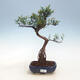 Kryty bonsai - Syzygium - Pimentovník PB2191557 - 1/3