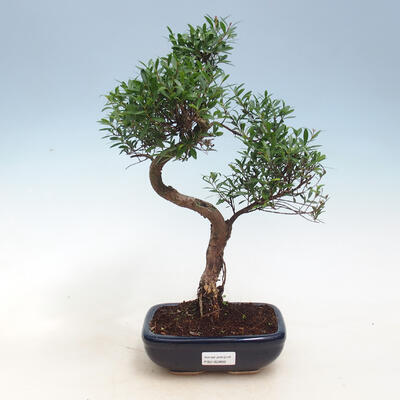 Kryty bonsai - Syzygium - Pimentovník PB2191557 - 1