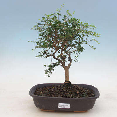 Indoor bonsai -Ligustrum retusa - dziób ptaka - 1