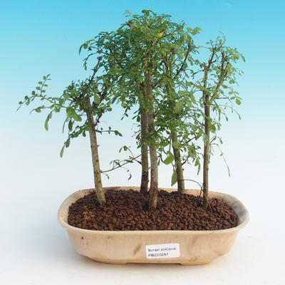 bonsai Room - uhdeii Fraxinus - pokój Ash - lasy - 1