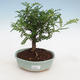 Kryty bonsai - Zantoxylum piperitum - Peppercorn - 1/4