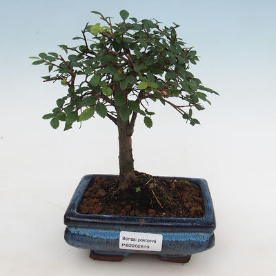 Indoor bonsai-Ulmus Parvifolia-Wiąz drobnolistny