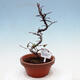 Plenerowe bonsai - Chaneomeles chinensis - chińska pigwa - 1/4