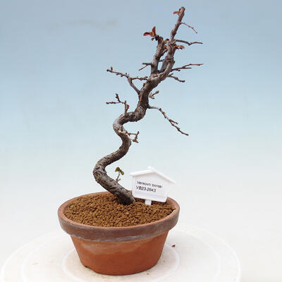 Plenerowe bonsai - Chaneomeles chinensis - chińska pigwa - 1
