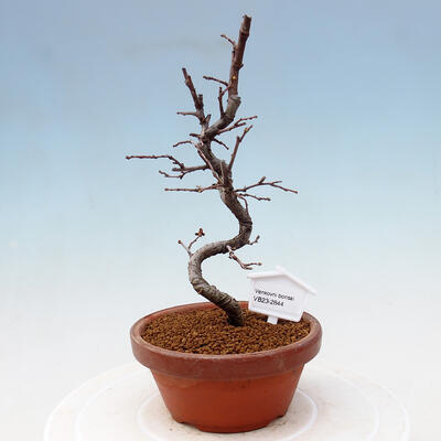 Plenerowe bonsai - Chaneomeles chinensis - chińska pigwa - 1