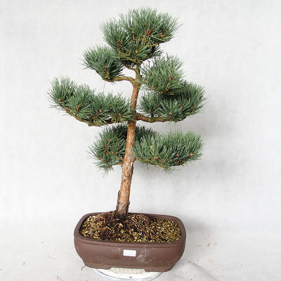 Outdoor bonsai - Pinus sylvestris Watereri - sosna zwyczajna VB2019-26848 - 1