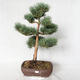 Outdoor bonsai - Pinus sylvestris Watereri - sosna zwyczajna VB2019-26848 - 1/4