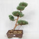 Outdoor bonsai - Pinus sylvestris Watereri - sosna zwyczajna VB2019-26852 - 1/4