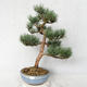 Outdoor bonsai - Pinus sylvestris Watereri - sosna zwyczajna VB2019-26859 - 1/4