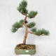 Outdoor bonsai - Pinus sylvestris Watereri - sosna zwyczajna VB2019-26877 - 1/4