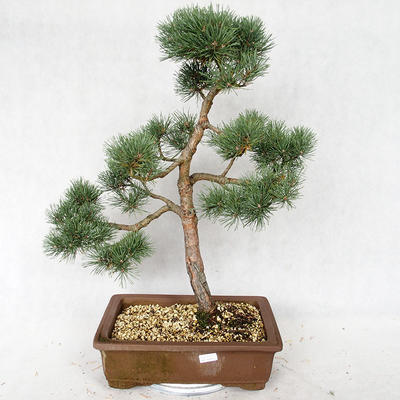 Outdoor bonsai - Pinus sylvestris Watereri - sosna zwyczajna VB2019-26878 - 1