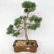 Outdoor bonsai - Pinus sylvestris Watereri - sosna zwyczajna VB2019-26878 - 1/4