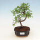 Kryty bonsai - Ulmus parvifolia - Wiąz mały liść - 1/3
