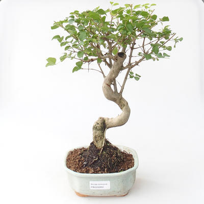 Indoor bonsai -Ligustrum chinensis - dziób ptaka